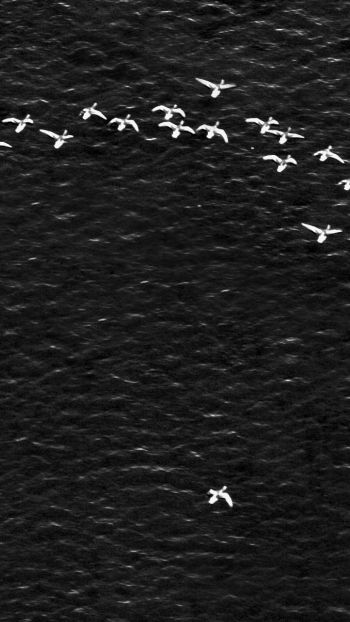 birds, school of birds Wallpaper 1440x2560