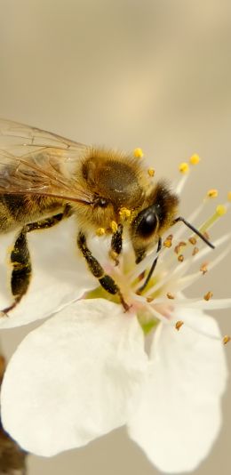 insect, bee Wallpaper 1080x2220