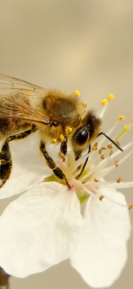 Обои 1080x2340 насекомое, пчела