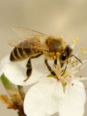 Обои 1536x2048 насекомое, пчела