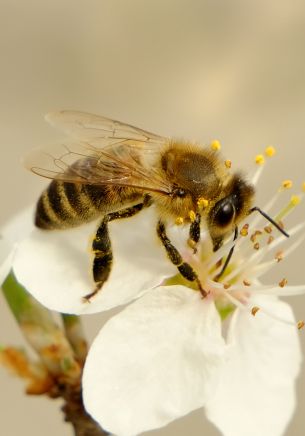 Обои 1668x2388 насекомое, пчела