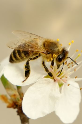 Обои 640x960 насекомое, пчела