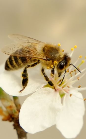 Обои 1600x2560 насекомое, пчела