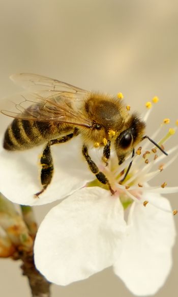 Обои 1200x2000 насекомое, пчела