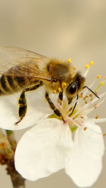 Обои 640x1136 насекомое, пчела