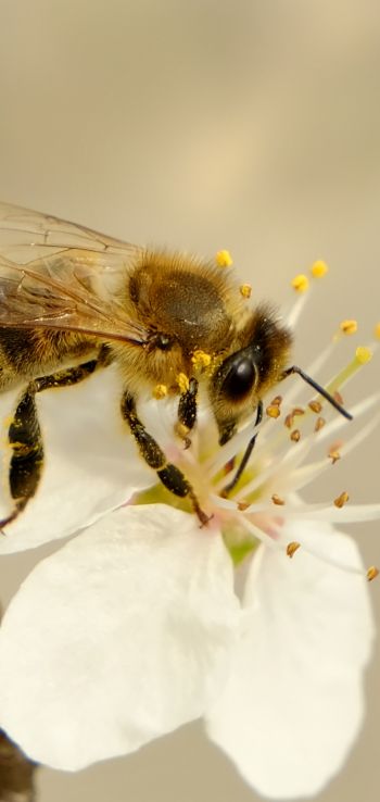 Обои 720x1520 насекомое, пчела