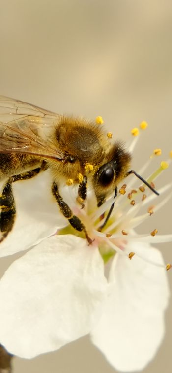 Обои 1170x2532 насекомое, пчела