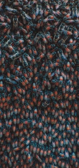 Обои 720x1520 насекомые, жуки