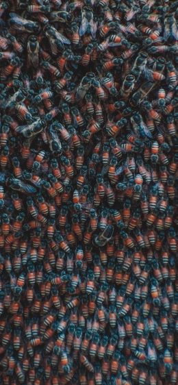 Обои 828x1792 насекомые, жуки