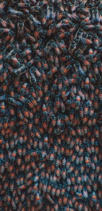 Обои 1440x2960 насекомые, жуки