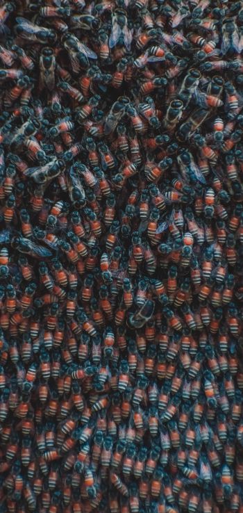 insects, beetles Wallpaper 1080x2280