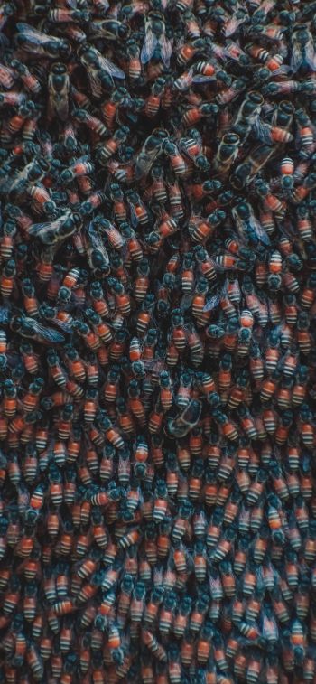 insects, beetles Wallpaper 1284x2778