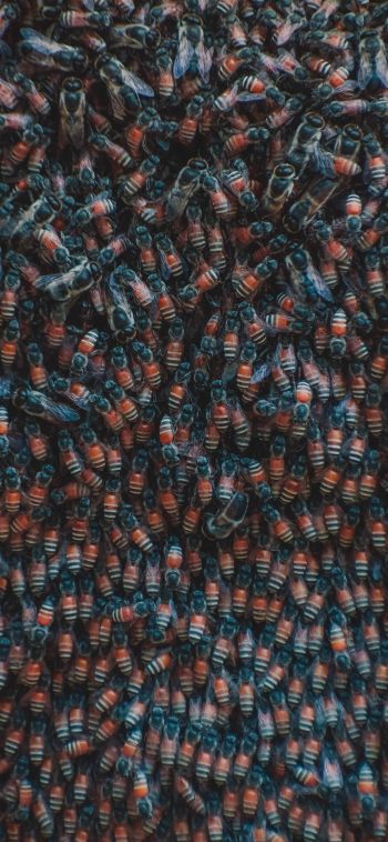 insects, beetles Wallpaper 1080x2340