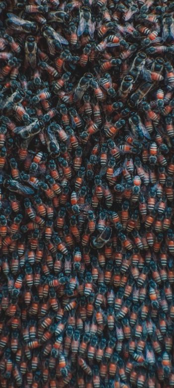 insects, beetles Wallpaper 720x1600