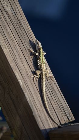 lizard, reptile Wallpaper 640x1136