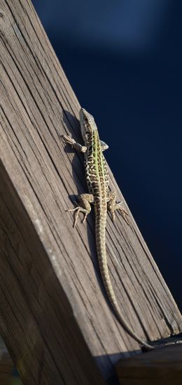 lizard, reptile Wallpaper 1080x2280