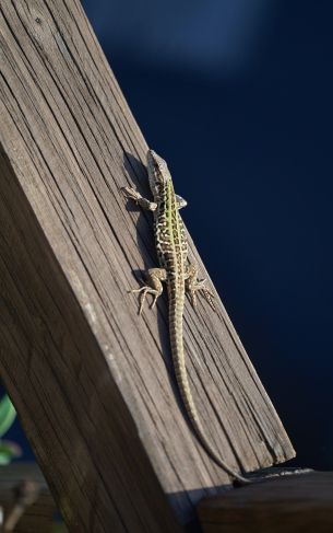 lizard, reptile Wallpaper 1752x2800