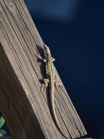lizard, reptile Wallpaper 1668x2224