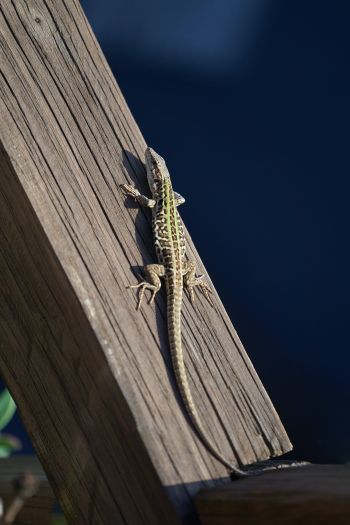 lizard, reptile Wallpaper 640x960