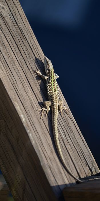 lizard, reptile Wallpaper 720x1440