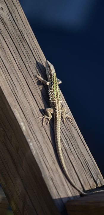 lizard, reptile Wallpaper 1080x2220