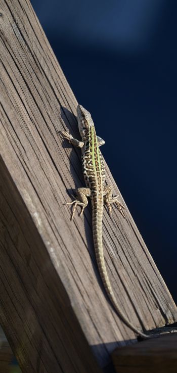 lizard, reptile Wallpaper 720x1520