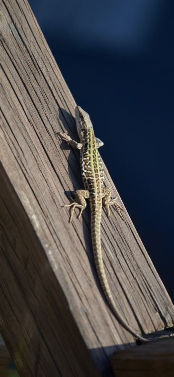 lizard, reptile Wallpaper 1170x2532