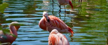 Обои 3440x1440 птицы, фламинго