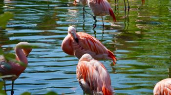 Обои 2560x1440 птицы, фламинго