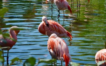 birds, flamingo Wallpaper 2560x1600