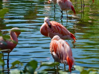 birds, flamingo Wallpaper 1024x768