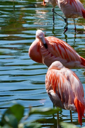 Обои 640x960 птицы, фламинго