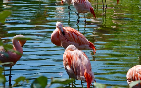 birds, flamingo Wallpaper 2560x1600