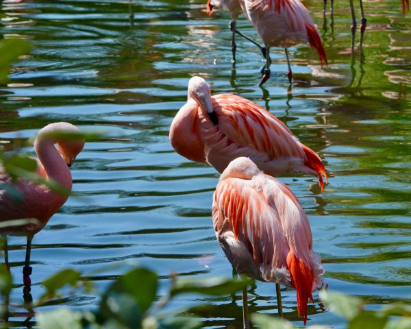 birds, flamingo Wallpaper 1280x1024