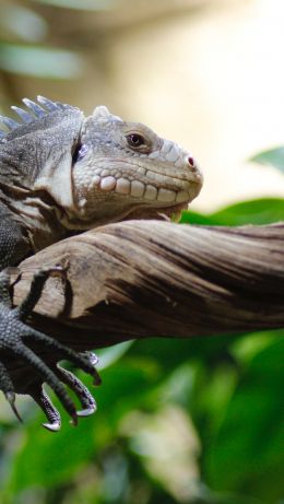 zoo, iguana Wallpaper 640x1136