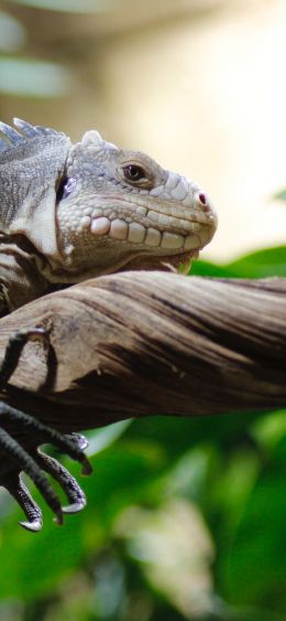 zoo, iguana Wallpaper 1080x2340