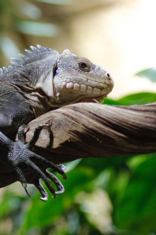 zoo, iguana Wallpaper 640x960