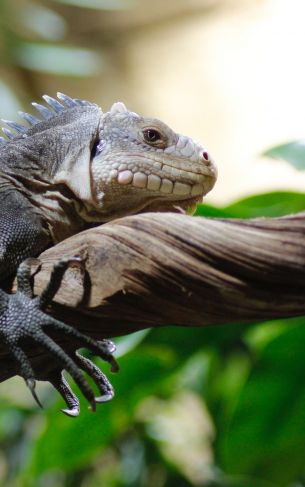 zoo, iguana Wallpaper 1752x2800