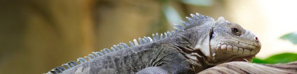 zoo, iguana Wallpaper 1590x400