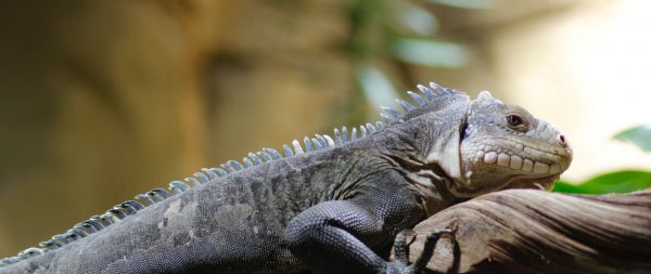 zoo, iguana Wallpaper 2560x1080