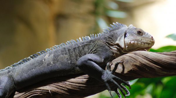 zoo, iguana Wallpaper 1366x768