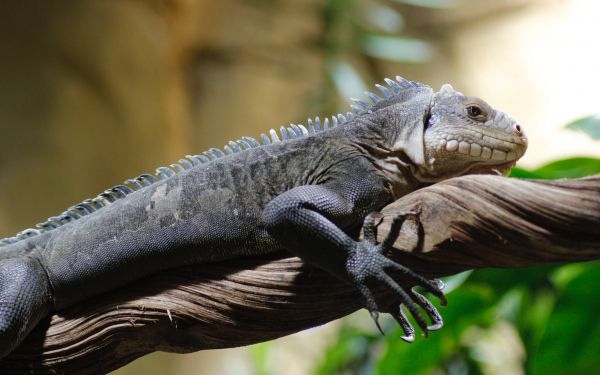 zoo, iguana Wallpaper 2560x1600