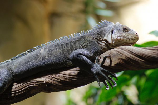 zoo, iguana Wallpaper 5184x3456