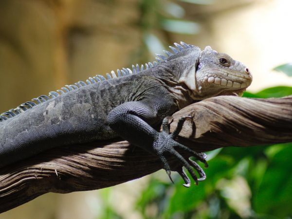 zoo, iguana Wallpaper 1024x768