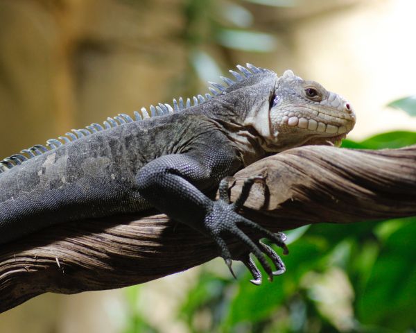 zoo, iguana Wallpaper 1280x1024