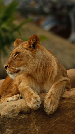 zoo, lioness Wallpaper 1440x2560