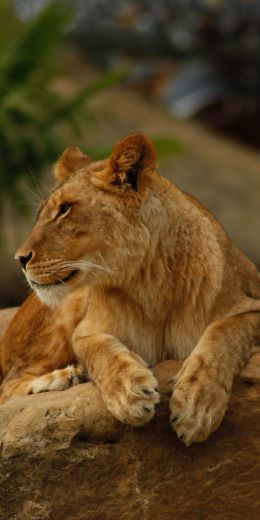 zoo, lioness Wallpaper 720x1440