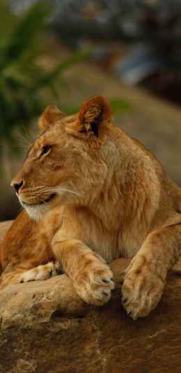 zoo, lioness Wallpaper 1080x2220