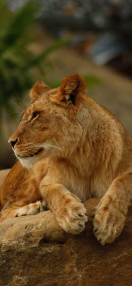 zoo, lioness Wallpaper 828x1792