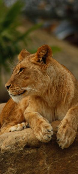 zoo, lioness Wallpaper 1080x2400